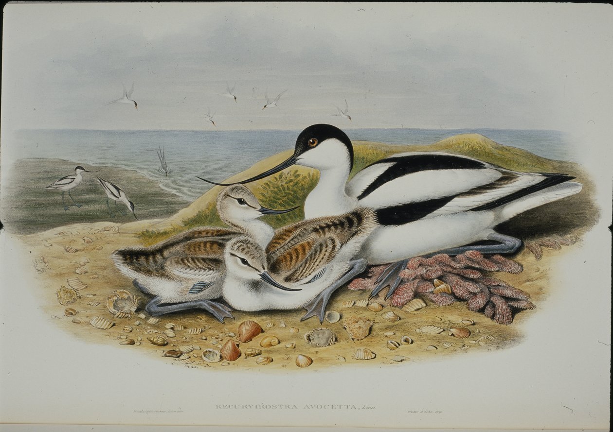 Avocetta (Recurvirostra Avocetta) da John (after) Gould