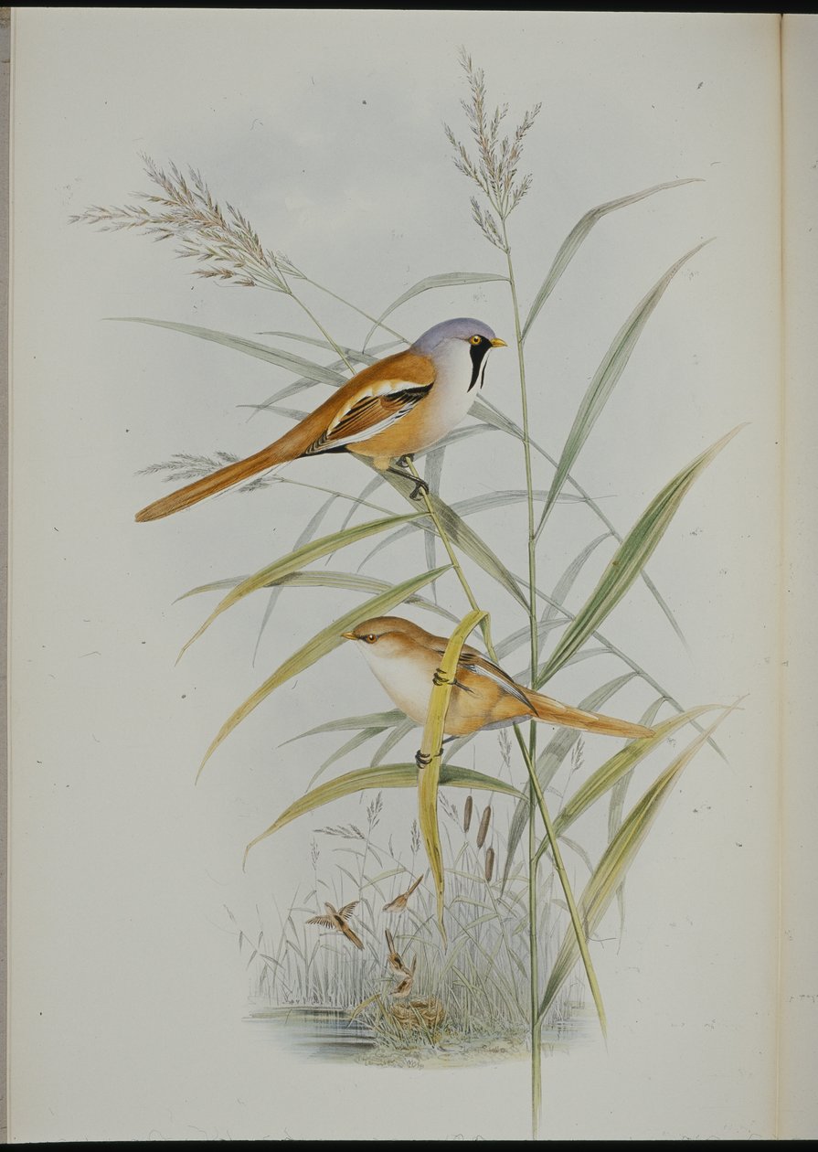Basettino (Calamophilus Biarmicus) da John (after) Gould