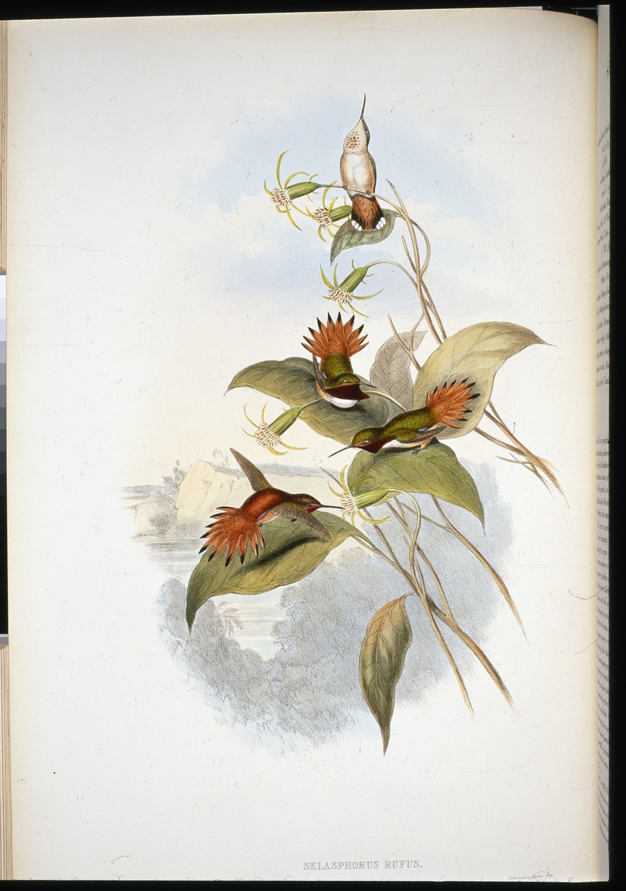 Zaffiro dalla testa blu (eucephala grayi) da John (after) Gould