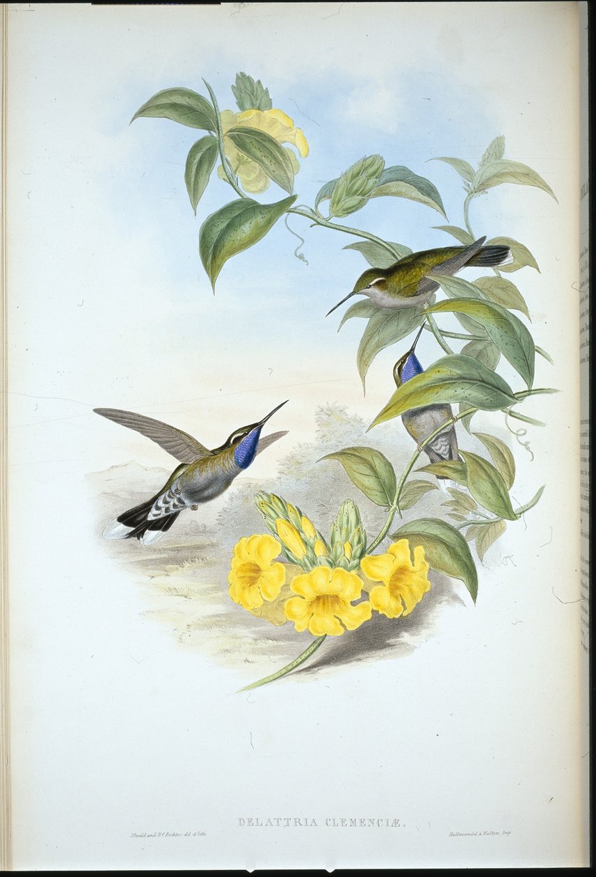 Cazique dalla gola blu (Delattria Clemenciae) da John (after) Gould