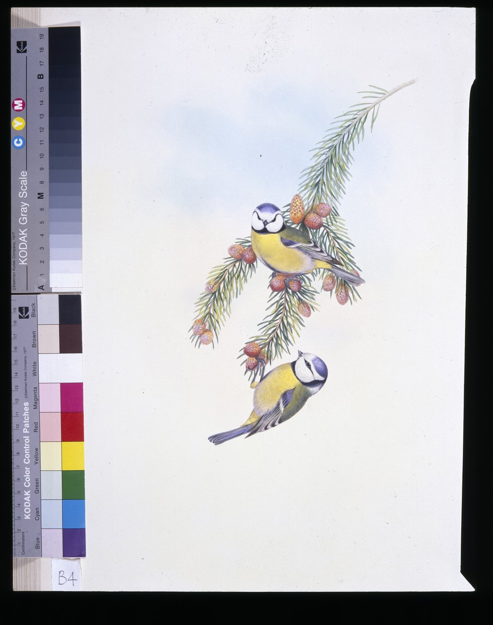 Cinciarella (Parus Caeruleus) da John (after) Gould