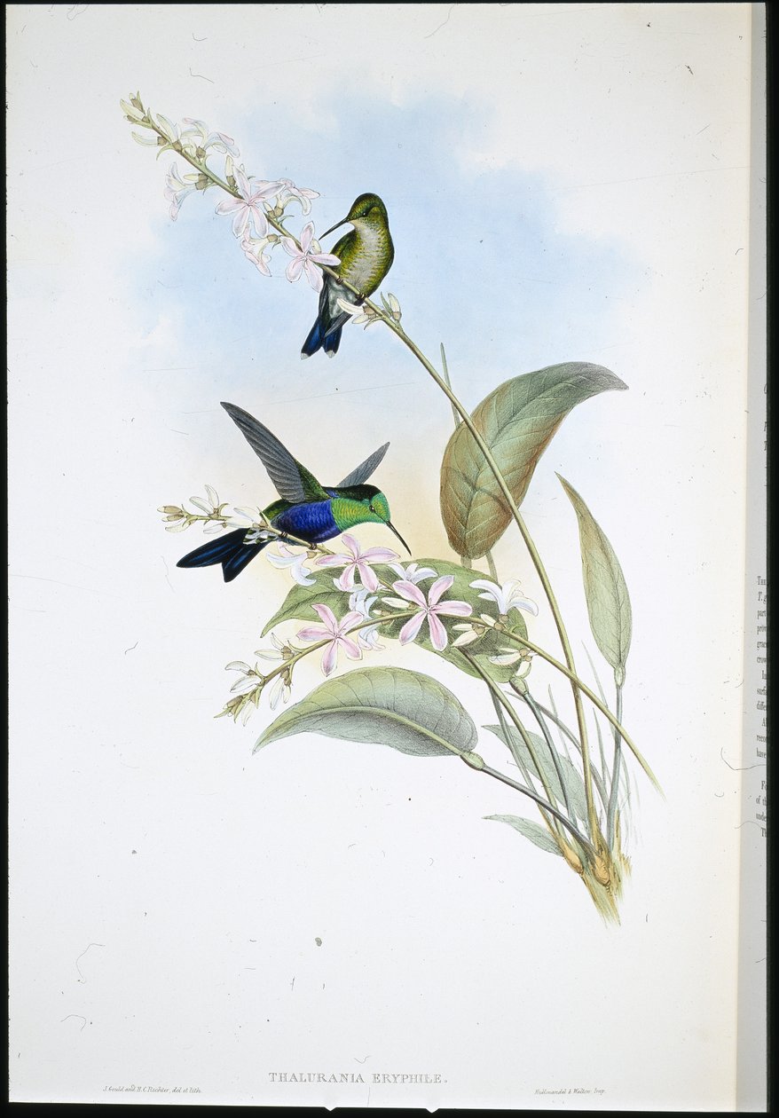 Panoplite brasiliano (Thalurania Eryphile) da John (after) Gould