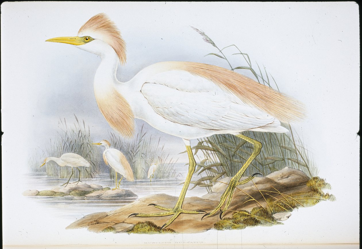 Airone dorso fulvo (Bubulcus Rassatus) da John (after) Gould