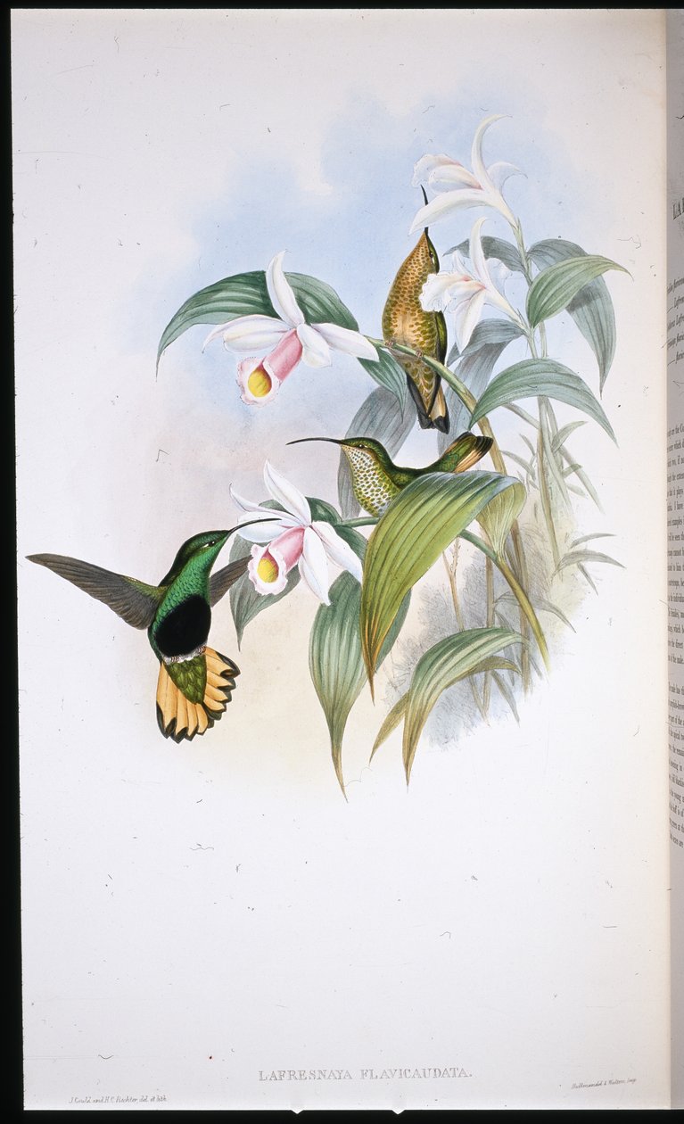 Petto vellutato dalla coda buffa (Lafresnaya Flavicaudata) da John (after) Gould