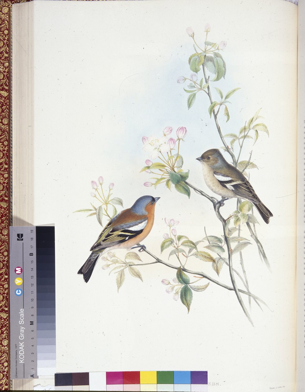 Fringuello (Fringilla Caelebs) da John (after) Gould