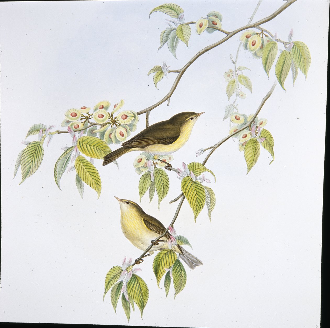 Luì piccolo (Phyllopneuste Rufa) da John (after) Gould