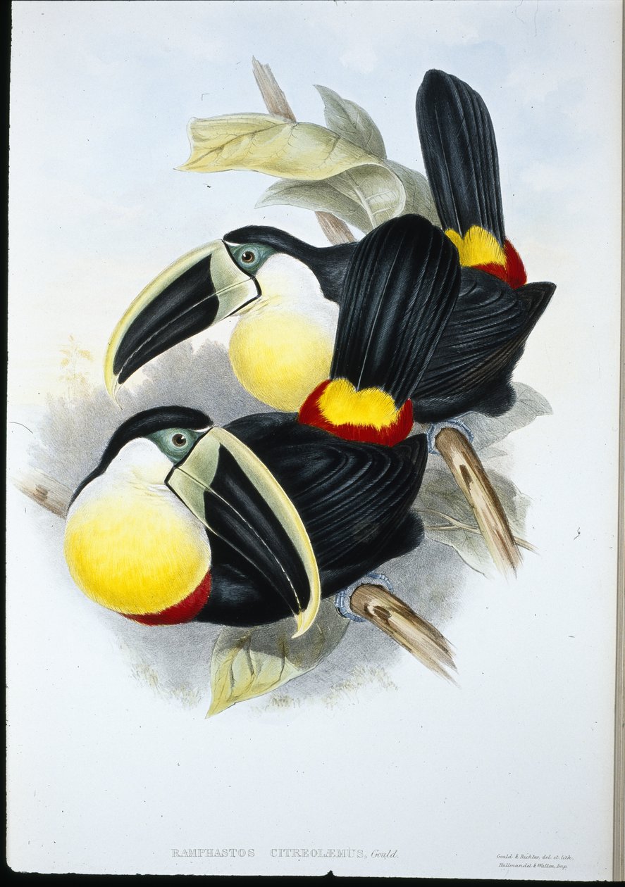 Tucano dal petto citronato (Ramphastos Citreolaemus) da John (after) Gould