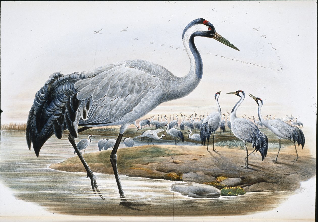 Gru cenerina (Grus Cinerea) da John (after) Gould