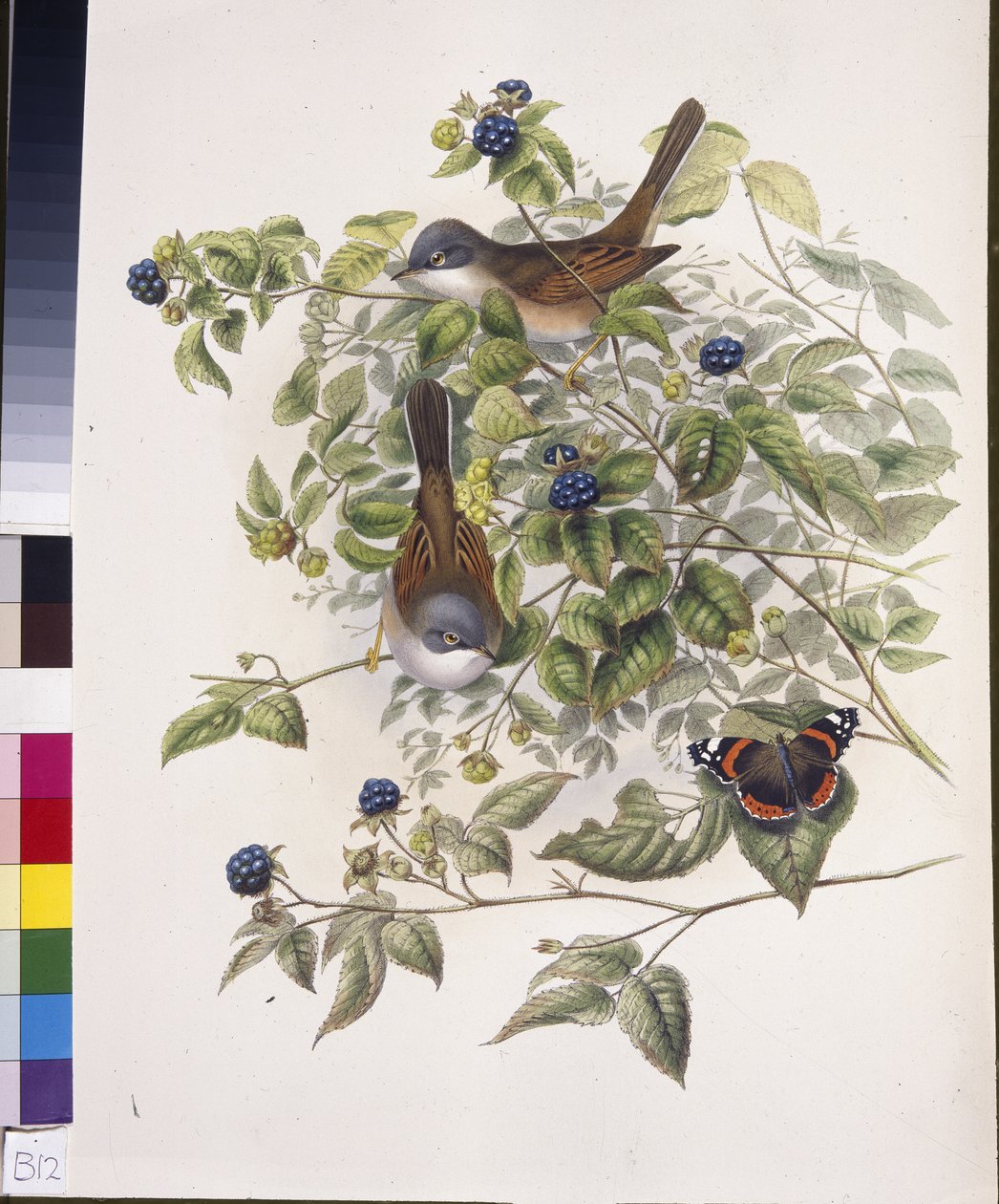 Sterpazzola comune (Sylvia communis) da John (after) Gould