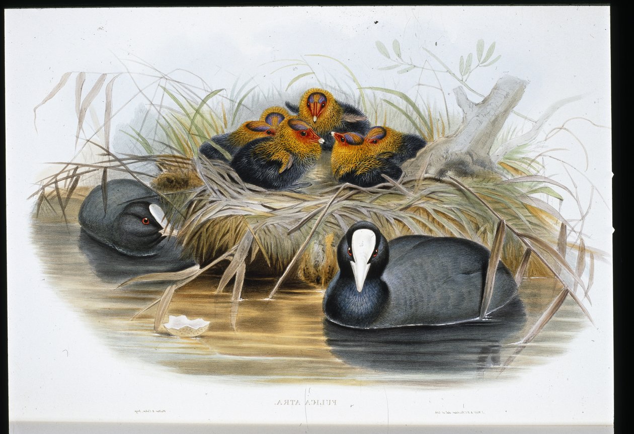 Folaga (Fulica Atra) da John (after) Gould