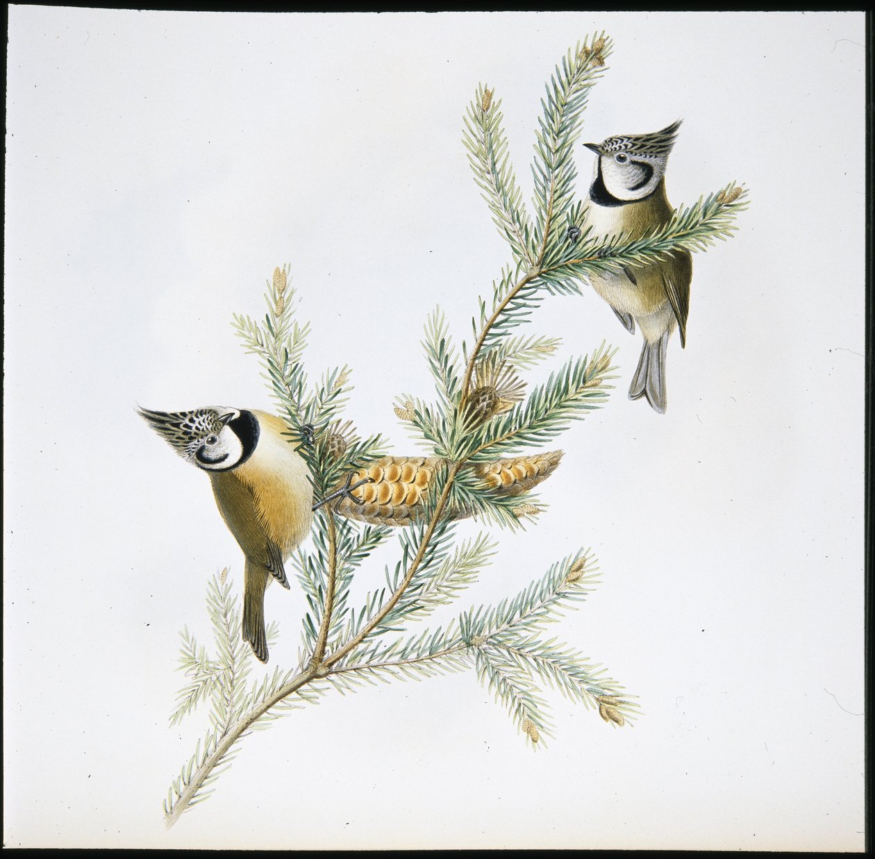 Cincia dal ciuffo (Parus Cristatus) da John (after) Gould