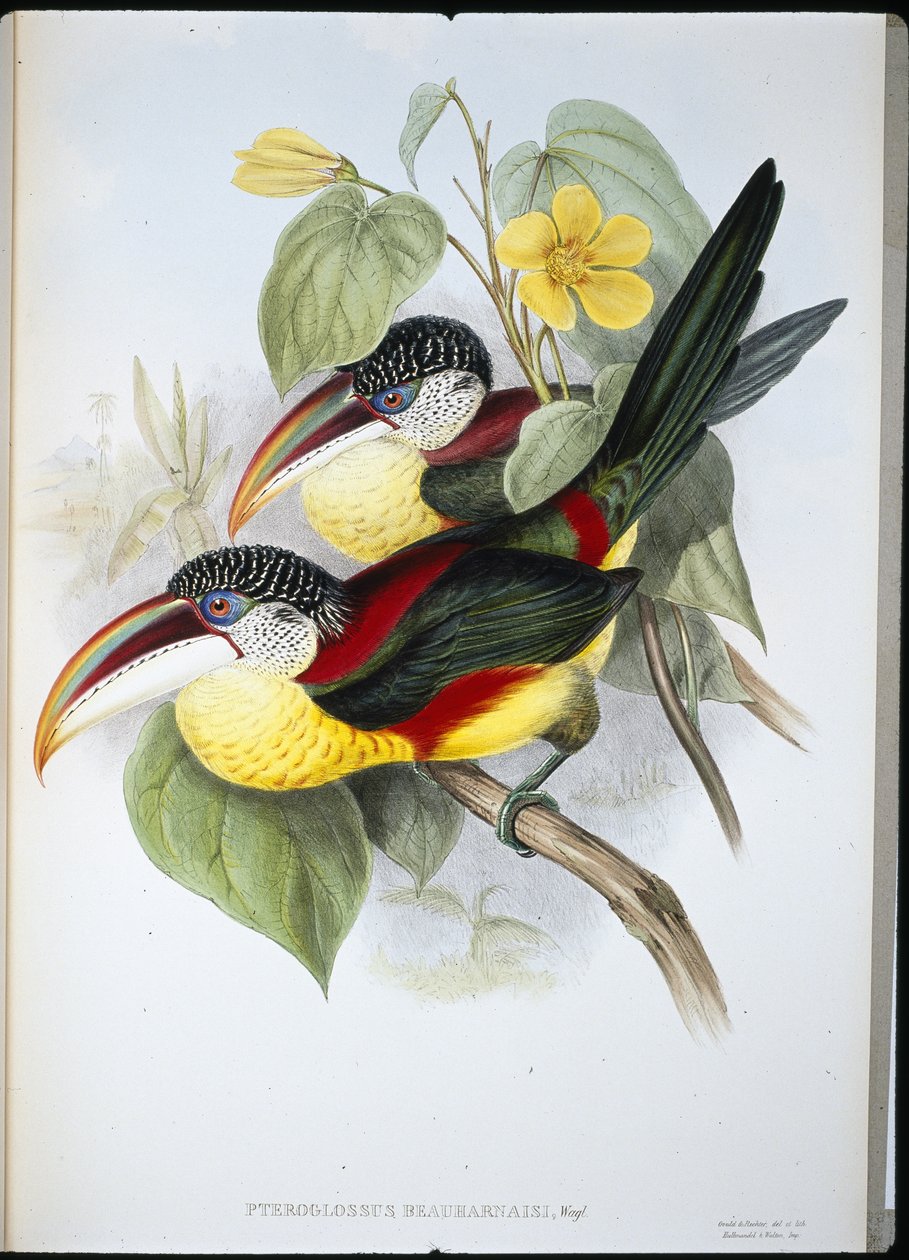 Aracari crestato riccio (Pteroglossus beauharnaisi) da John (after) Gould
