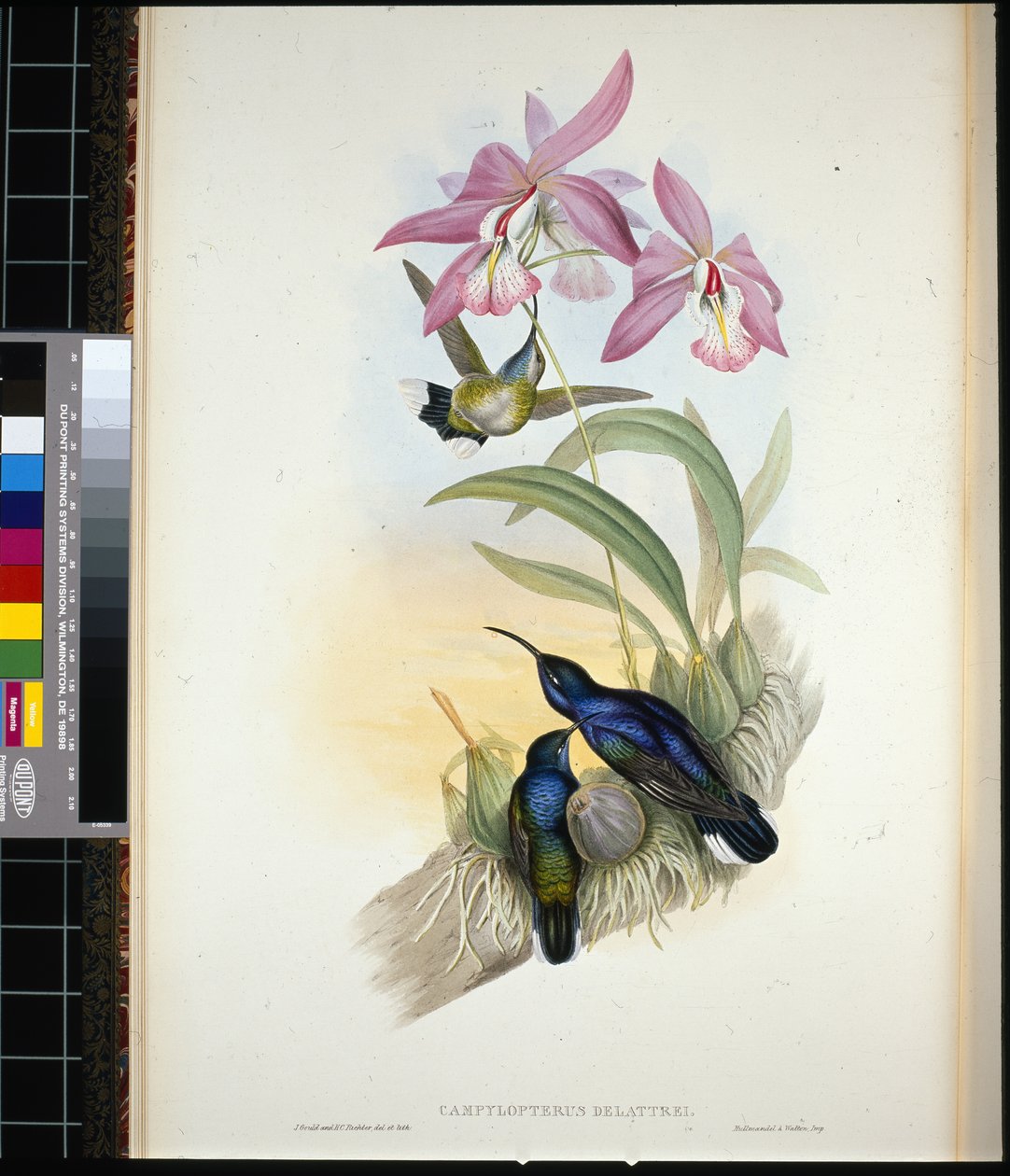 Sabre-wing di De-Lattre (campylopterus Delattrei) da John (after) Gould