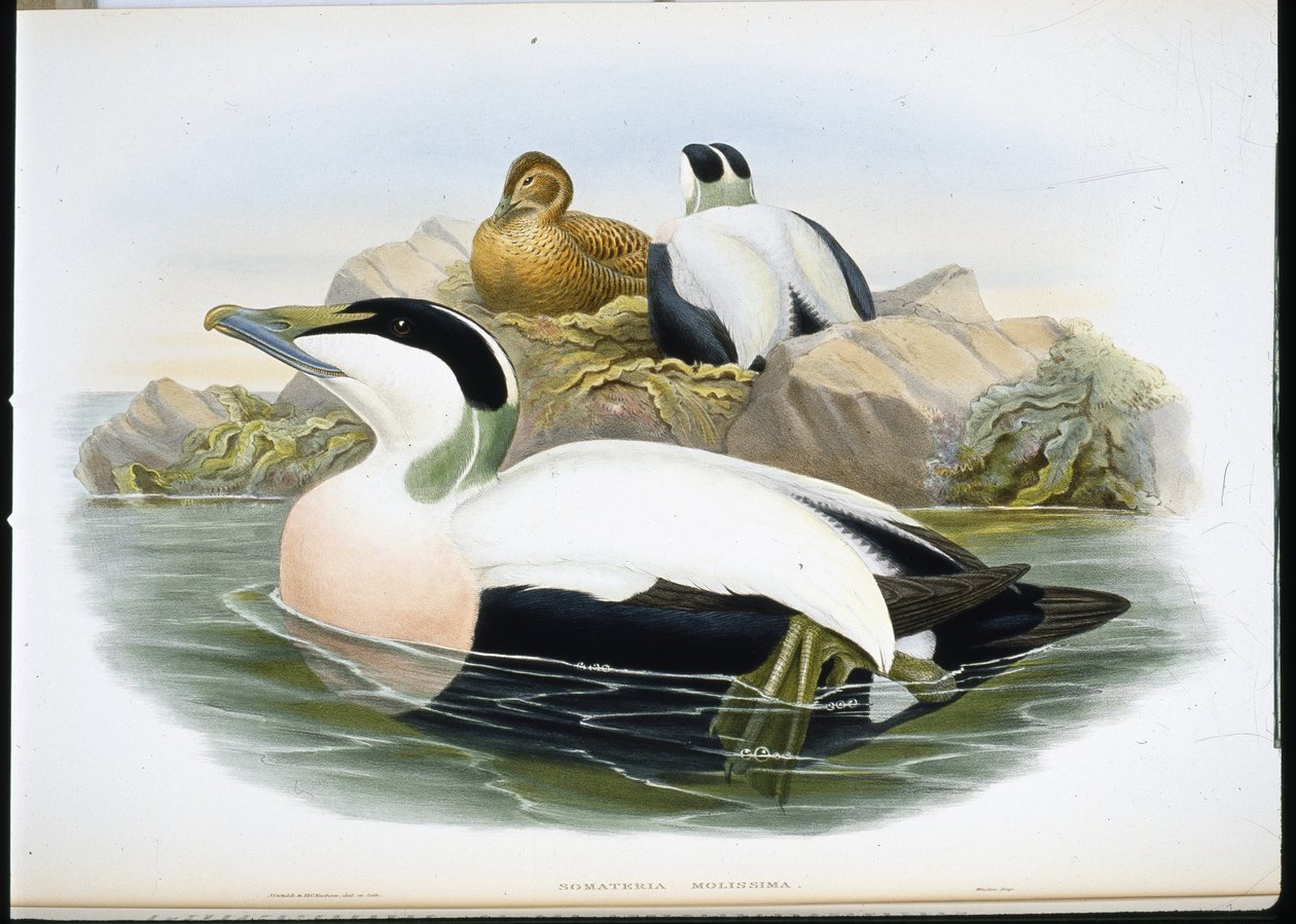 Edredone (Somateria Mollissima) da John (after) Gould
