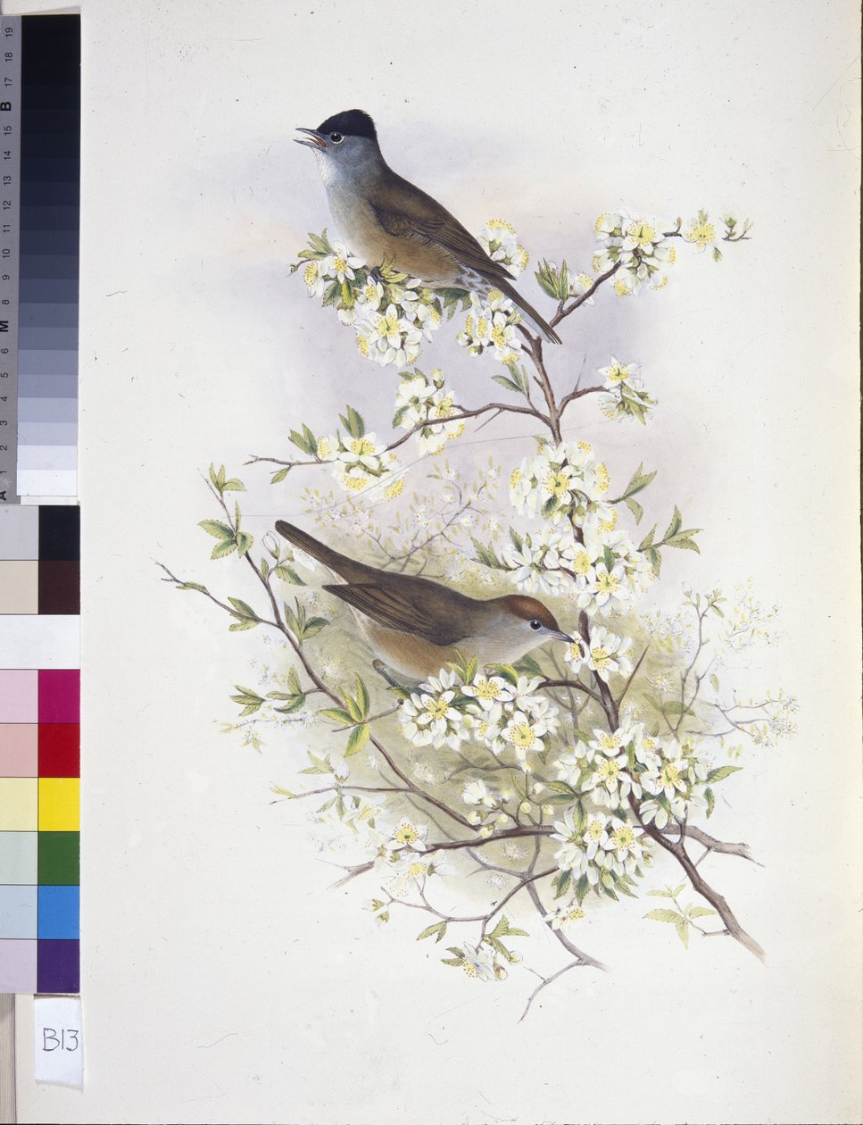 Capinera eurasiatica (Sylvia atricapilla) da John (after) Gould