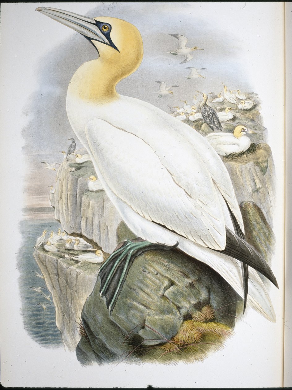 Sula (Sula Bassana) da John (after) Gould
