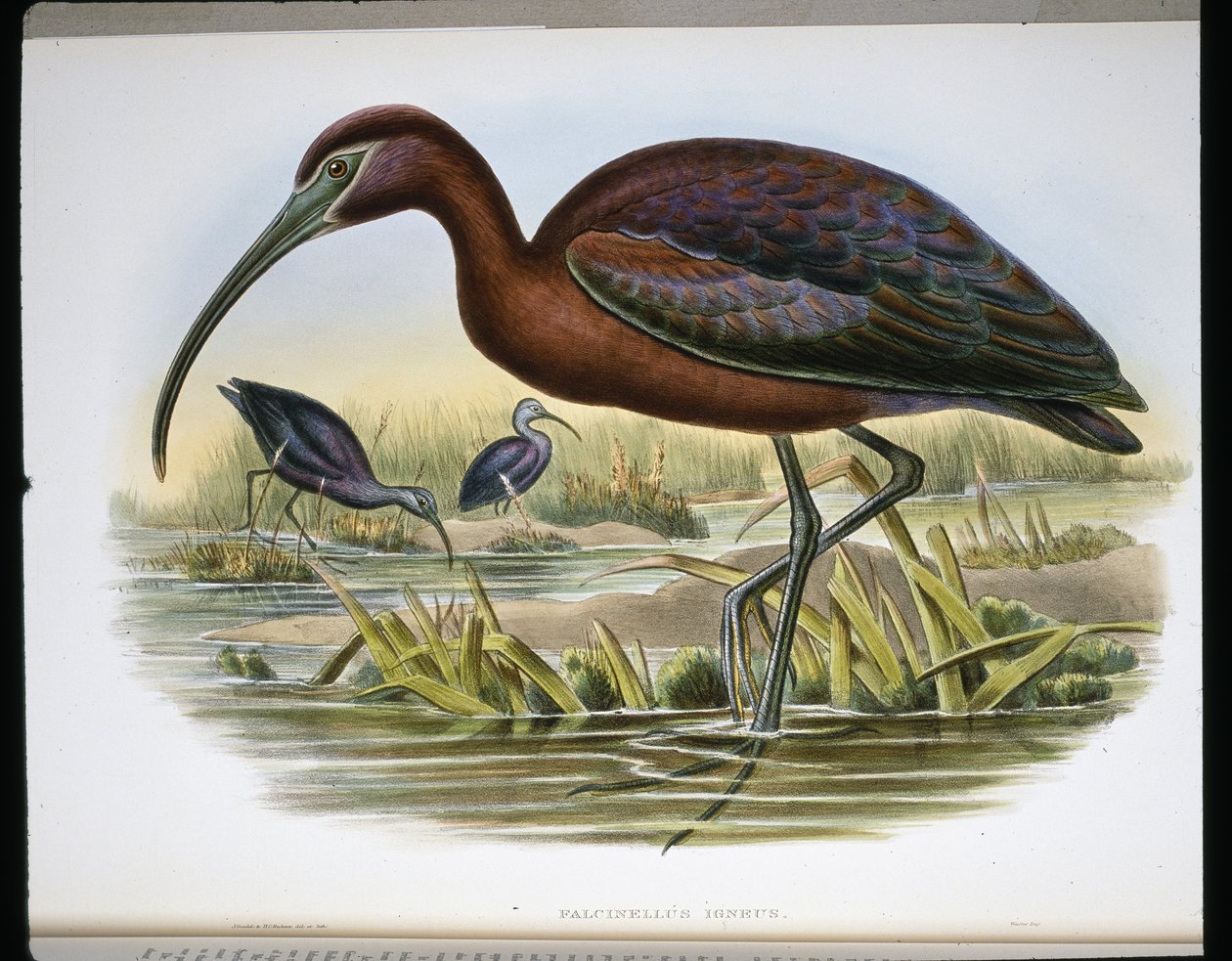 Ibis lucido da John (after) Gould