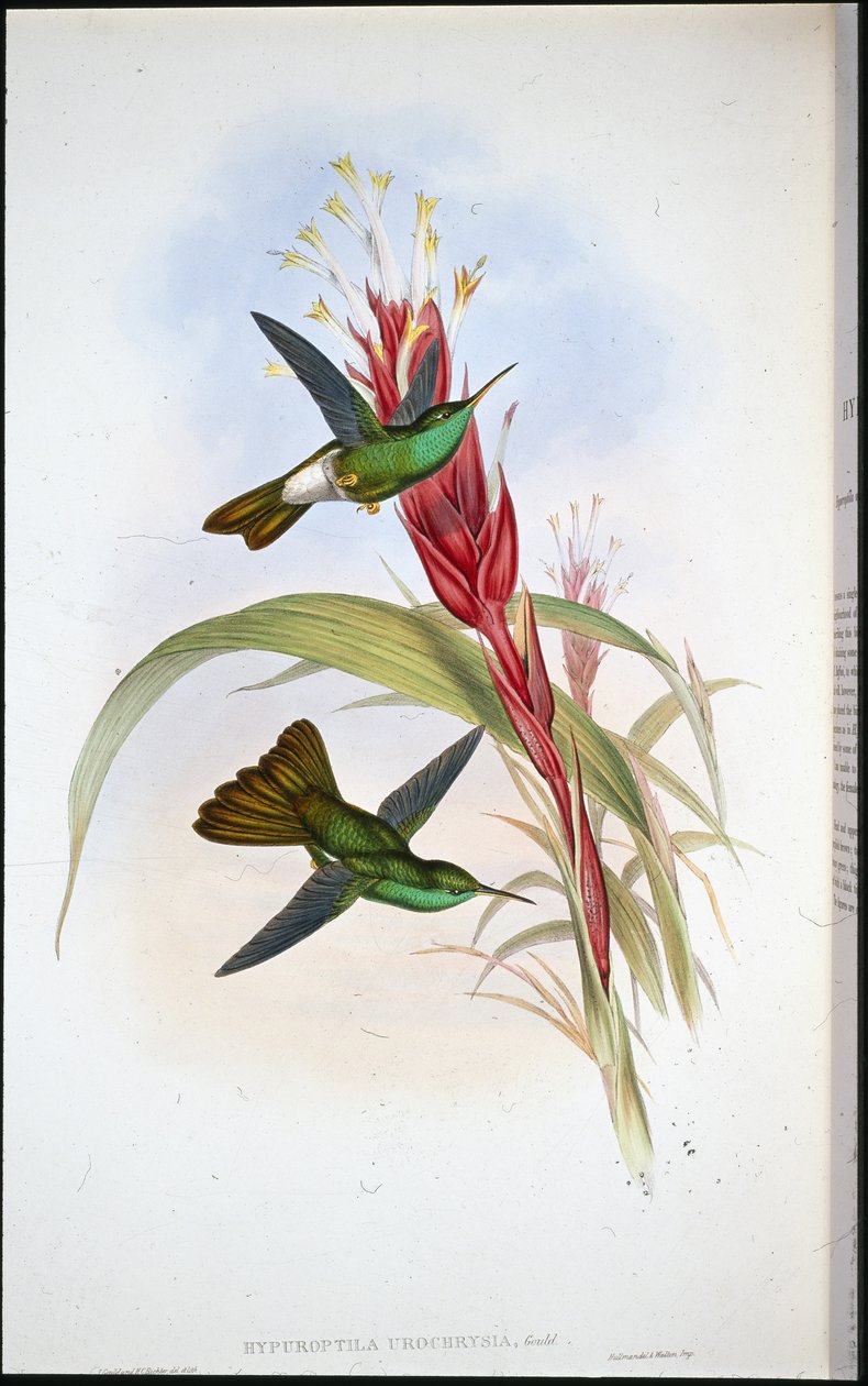Plumeleteer dalla coda dorata (Hypuroptila Urochrysia) da John (after) Gould