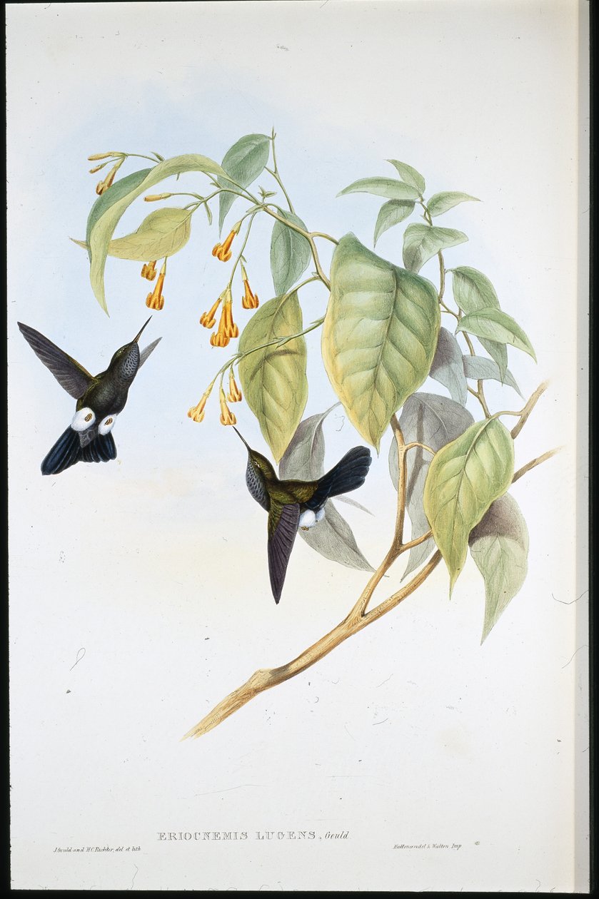 Zampalarga grigia (Eriocnemis Lugens) da John (after) Gould