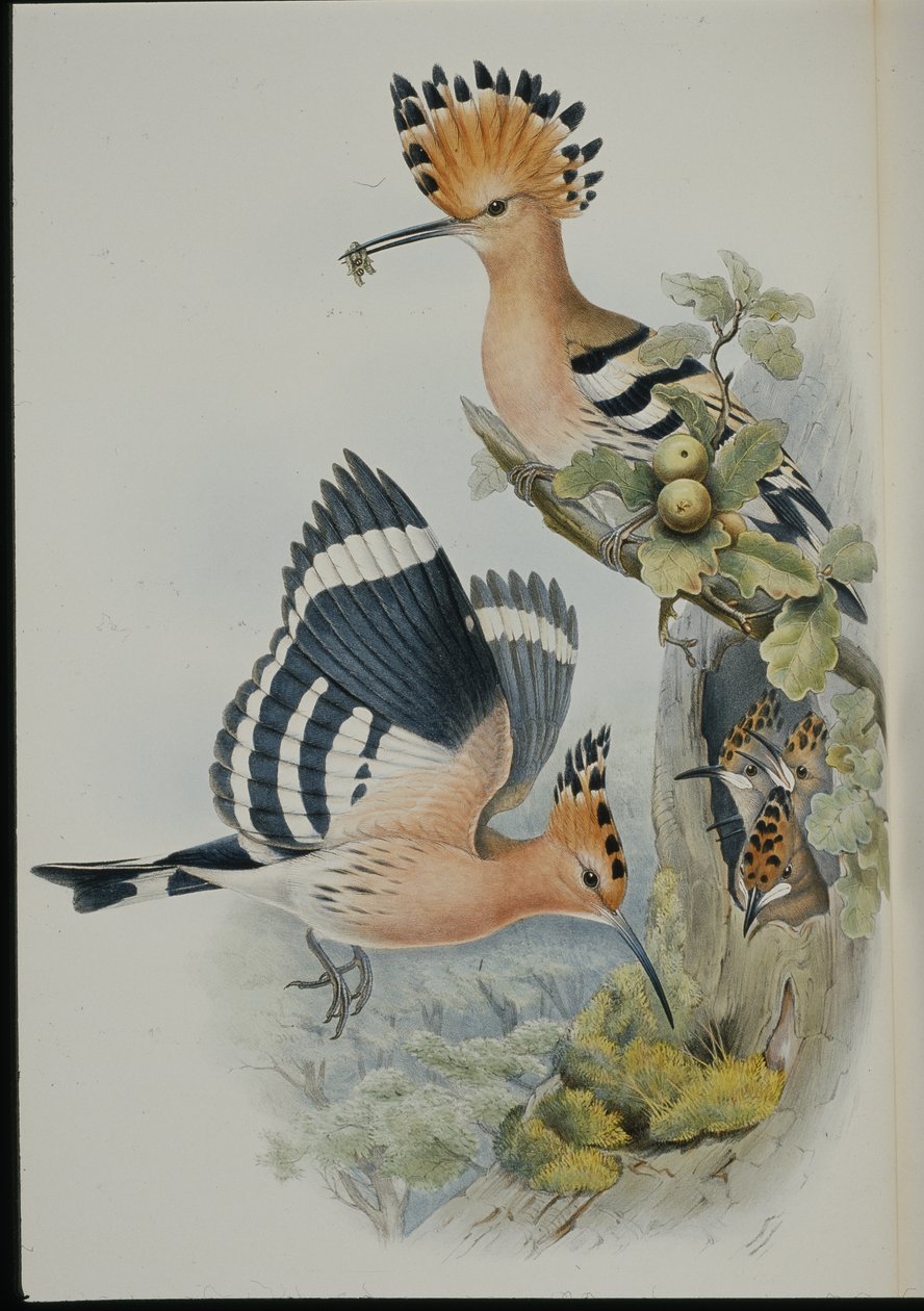 Upupa (Upupa Epops) da John (after) Gould