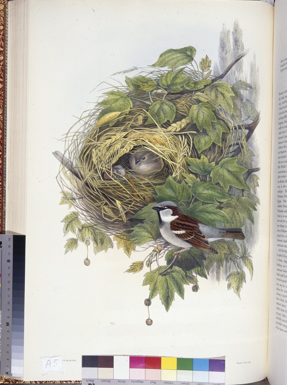 Passero domestico (Passer domesticus) da John (after) Gould
