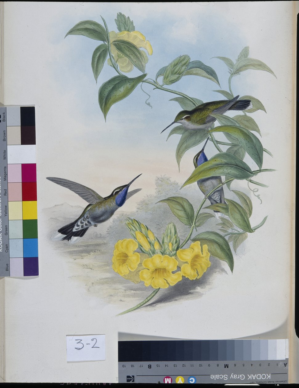 Colibrì (Delattria Clemenciae) da John (after) Gould