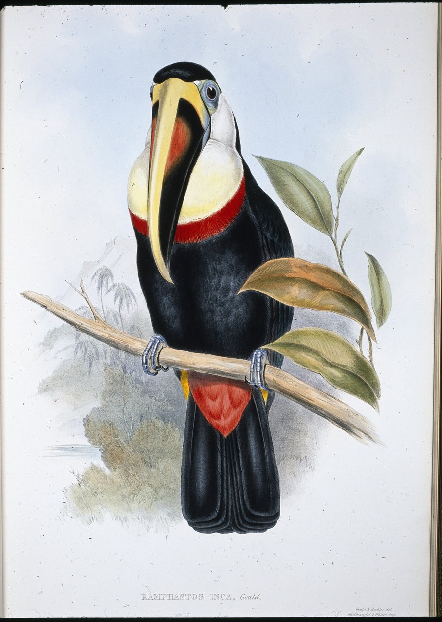 Tucano inca (Ramphastos inica) da John (after) Gould