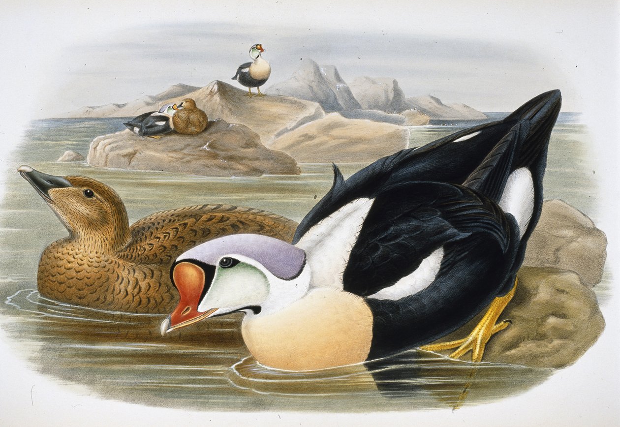 Edredone reale (Somateria Spectabilis) da John (after) Gould