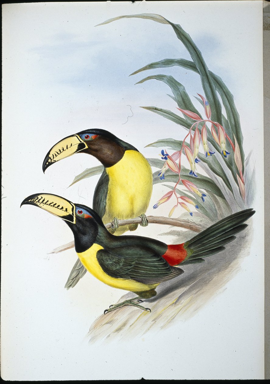 Aracari letterato da John (after) Gould