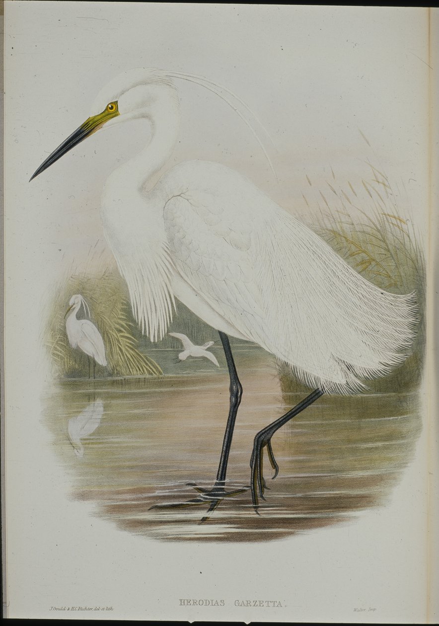 Airone bianco (Egretta Garzetta) da John (after) Gould
