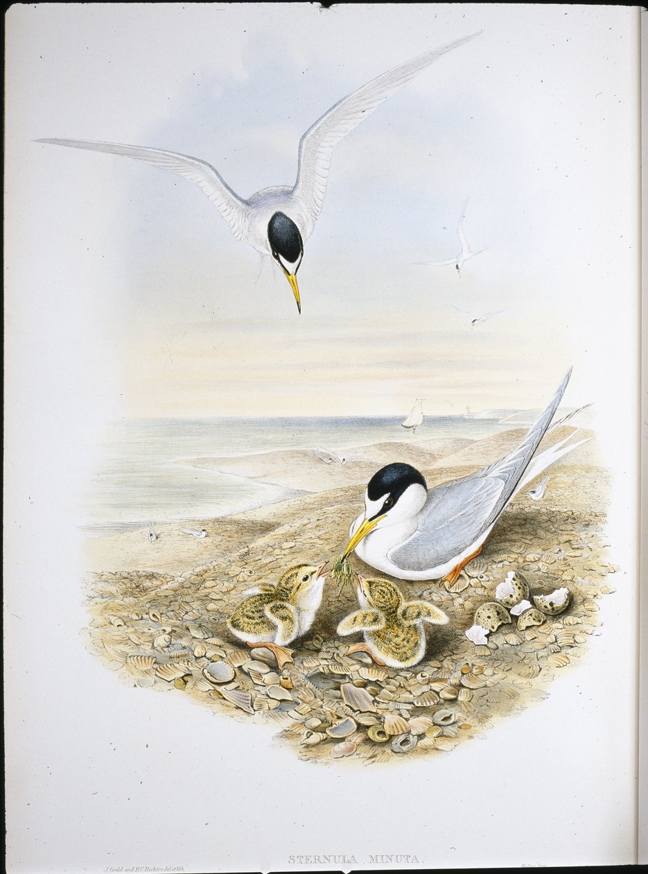 Sterna minore da John (after) Gould