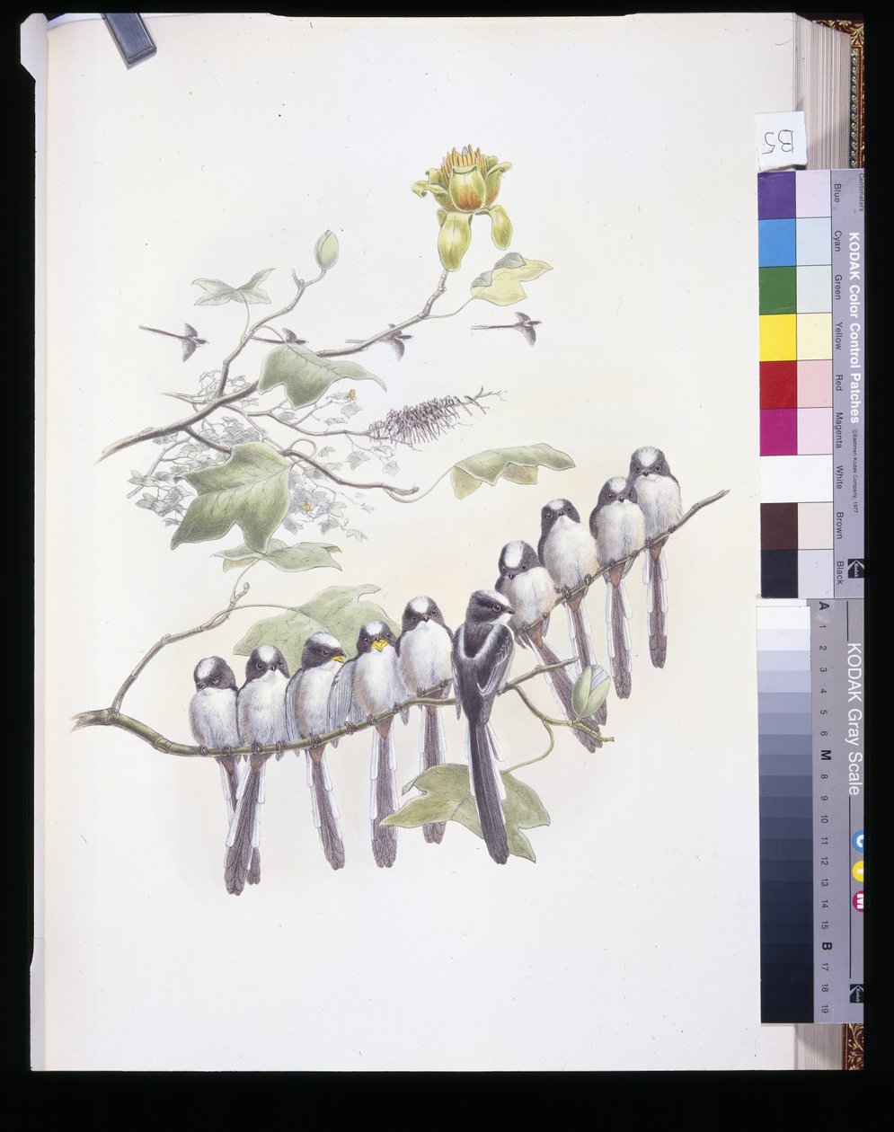Cincia dal lungo codino (Mecistura Caudata) da John (after) Gould