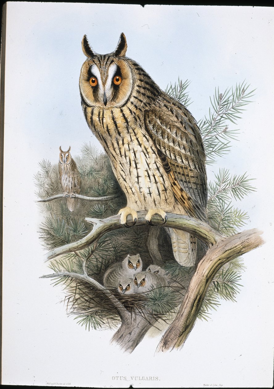 Gufo comune (Otus Vulgaris) da John (after) Gould