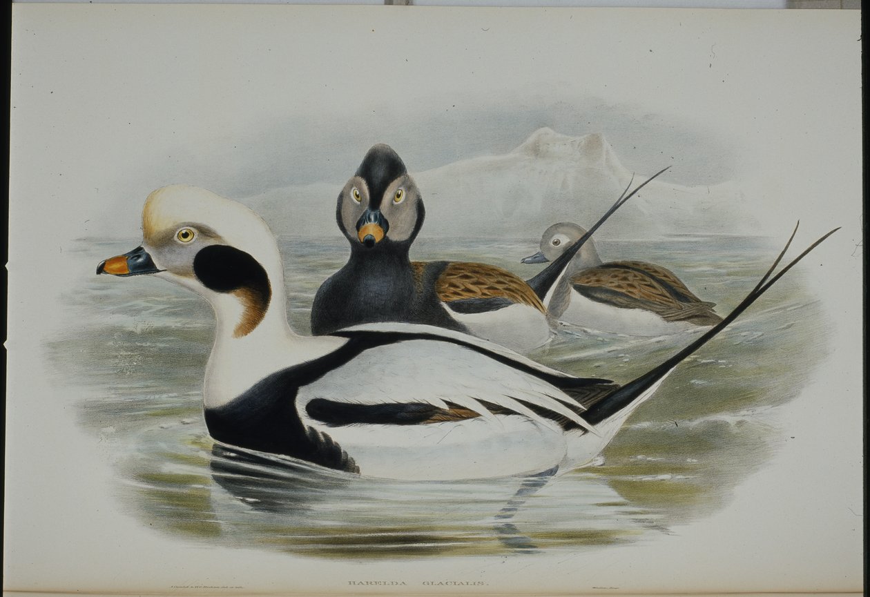 Anatra codalunga (Harelda Glacialis) da John (after) Gould