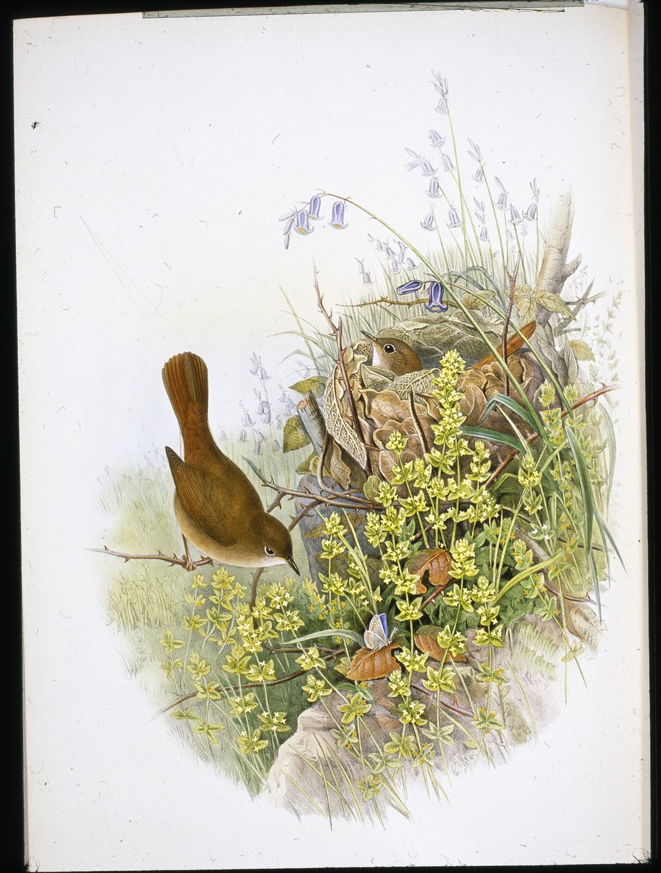 Usignolo da John (after) Gould