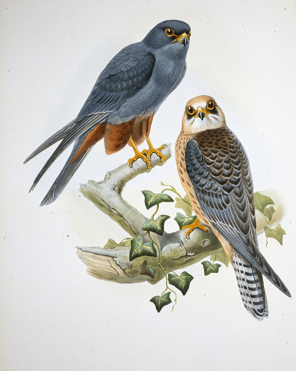 Lodolaio dalle zampe arancioni (Erythropus Vespertinus) da John (after) Gould
