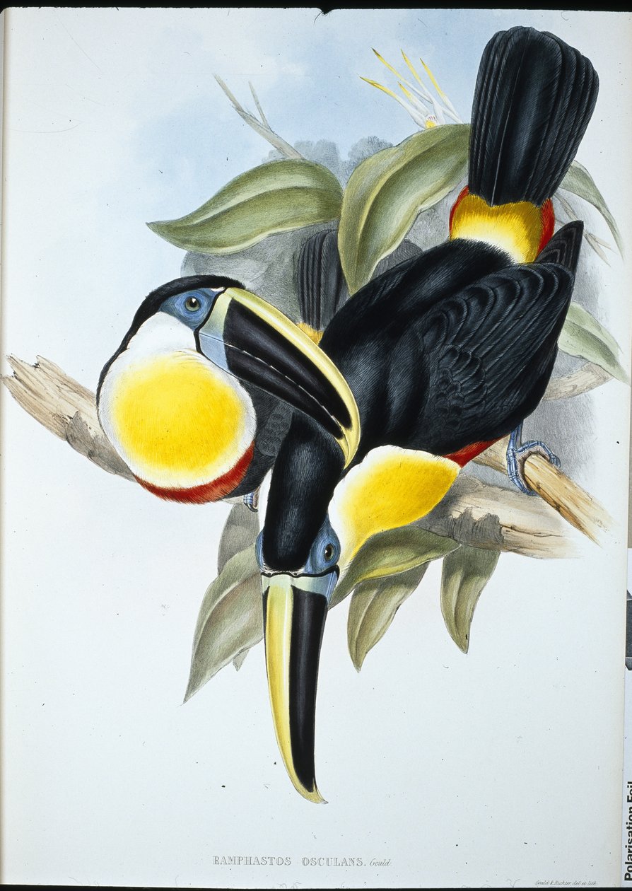 Tucano osculante (Ramphastos Osculans) da John (after) Gould