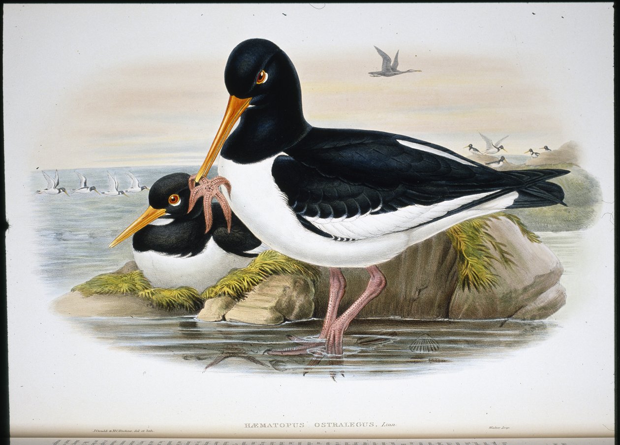 Beccaccia di mare (Heamatopus Ostralegus) da John (after) Gould