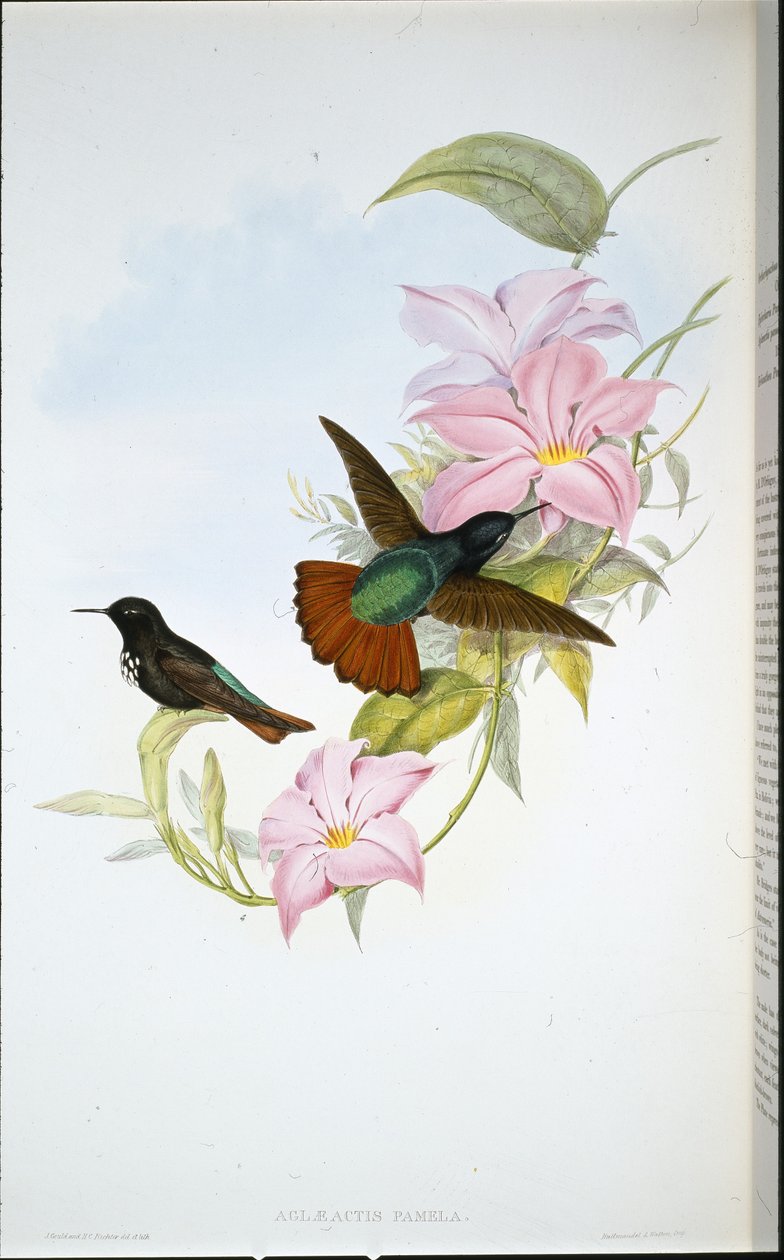 Raggio di sole di Pamela (Aglaeactis Pamela) da John (after) Gould