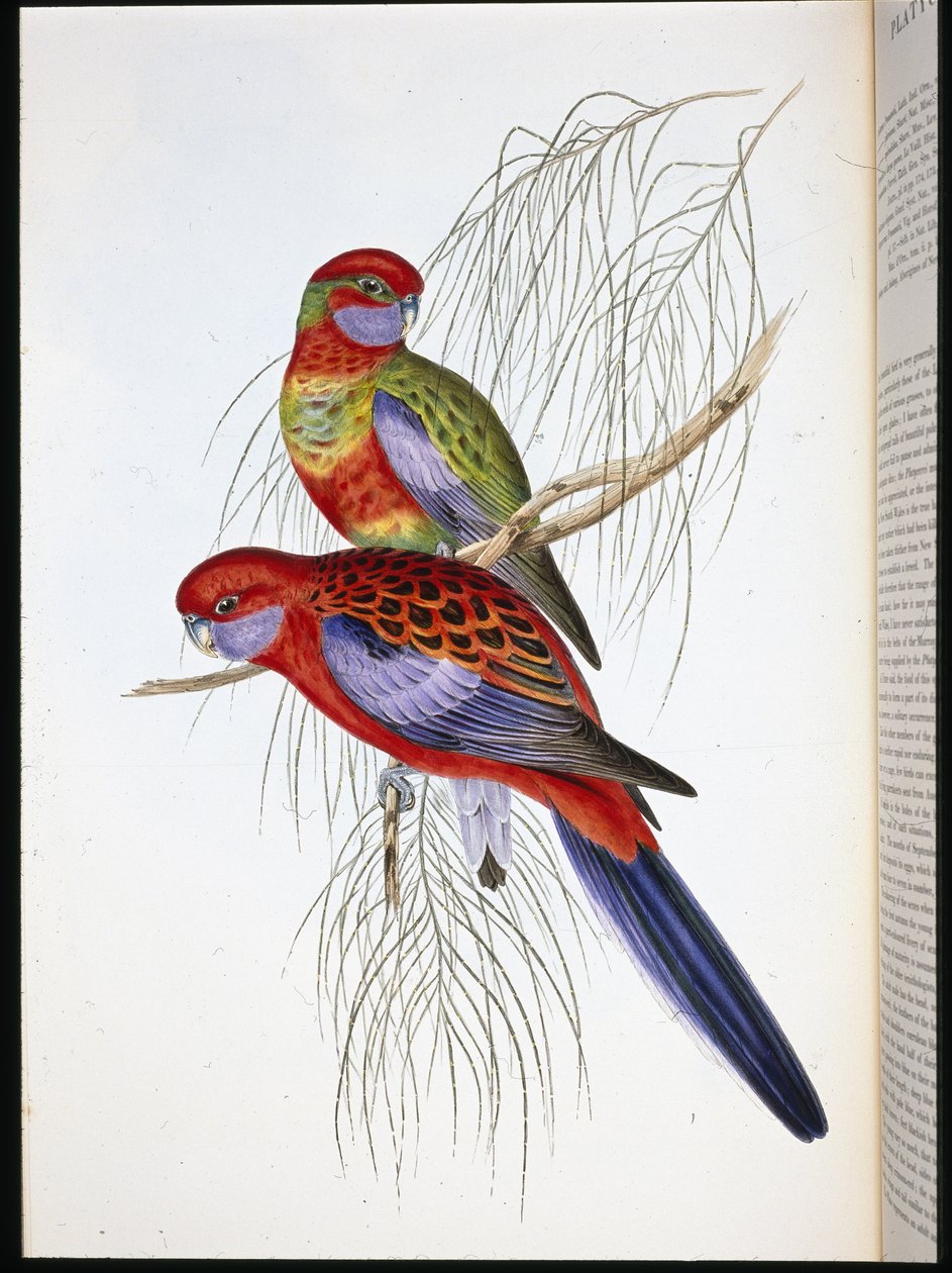 Platycercus pennantii da John (after) Gould