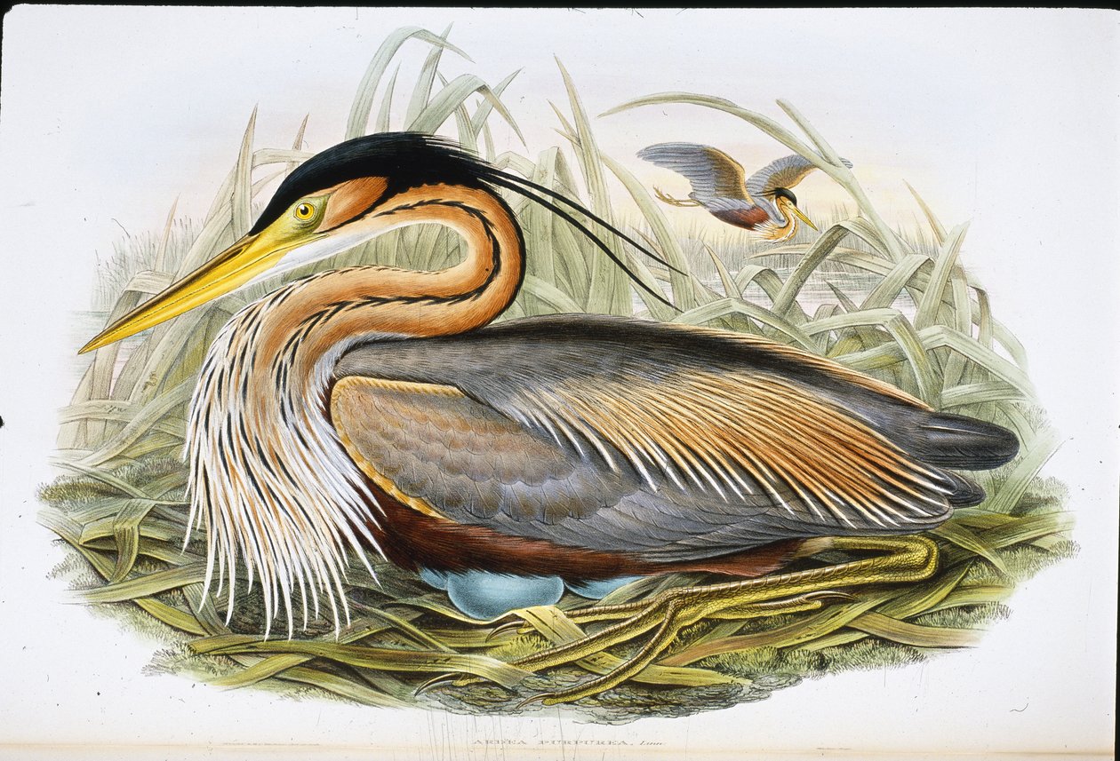 Airone rosso da John (after) Gould