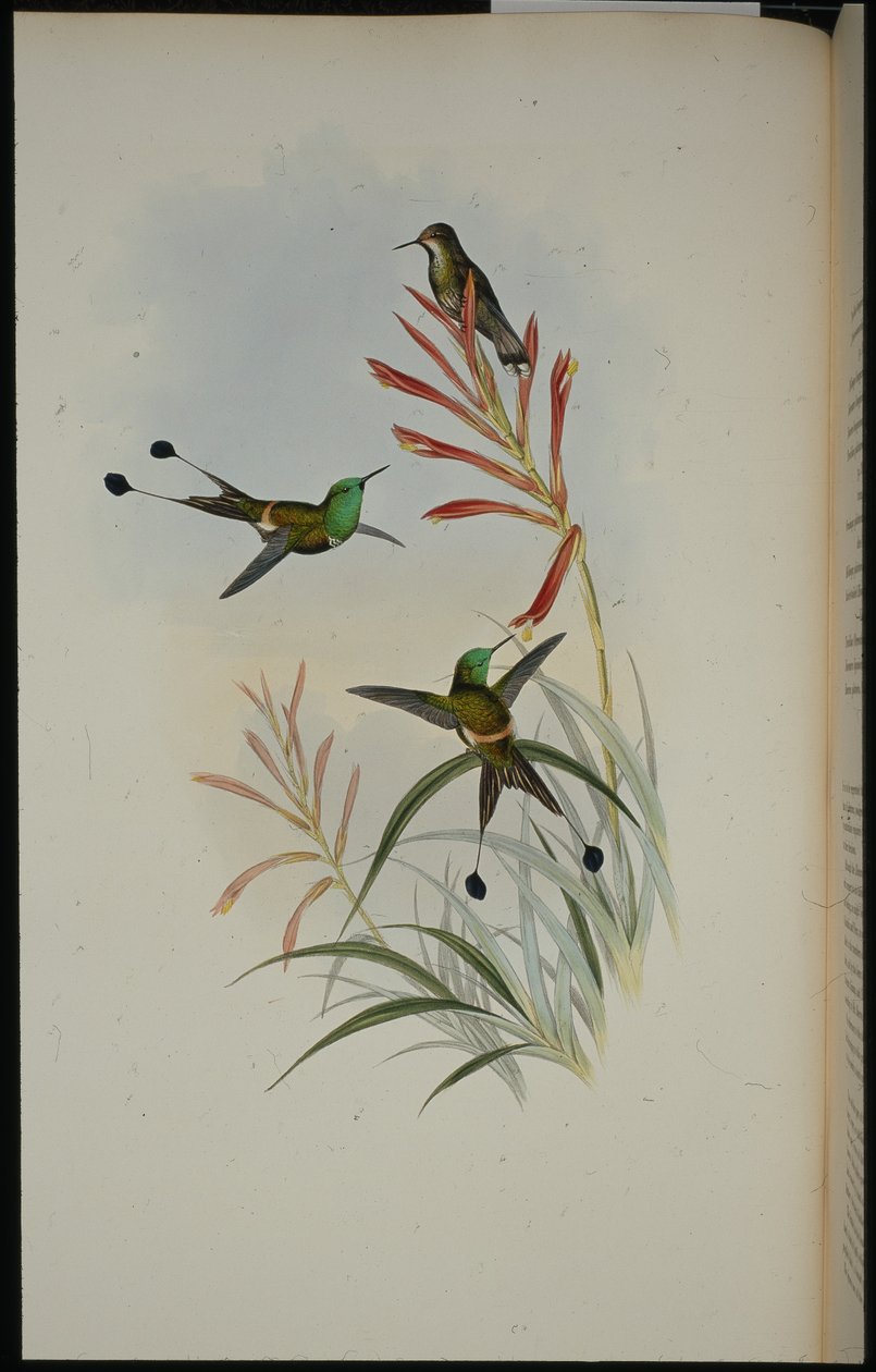 Coda a racchetta da John (after) Gould