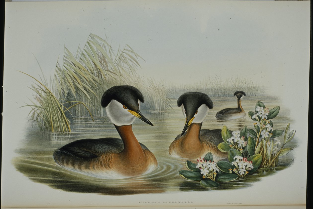 Svasso collorosso (Podiceps Rubricollis) da John (after) Gould