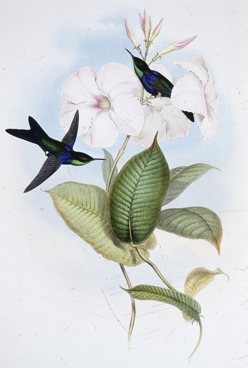 Panoplite rifulgente (Thalurania Refulgens) da John (after) Gould