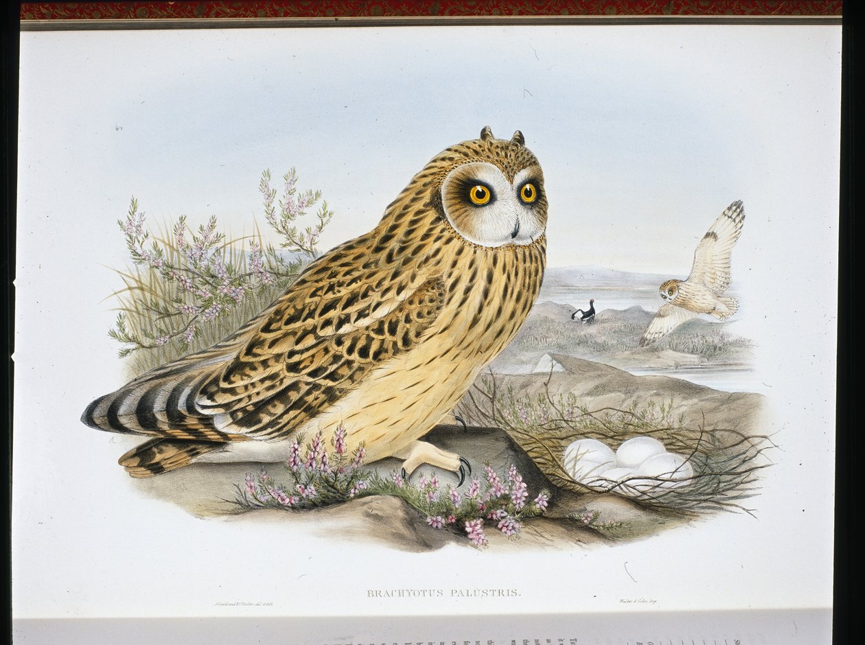 Gufo dalle orecchie corte (Brachyotus Palustris) da John (after) Gould