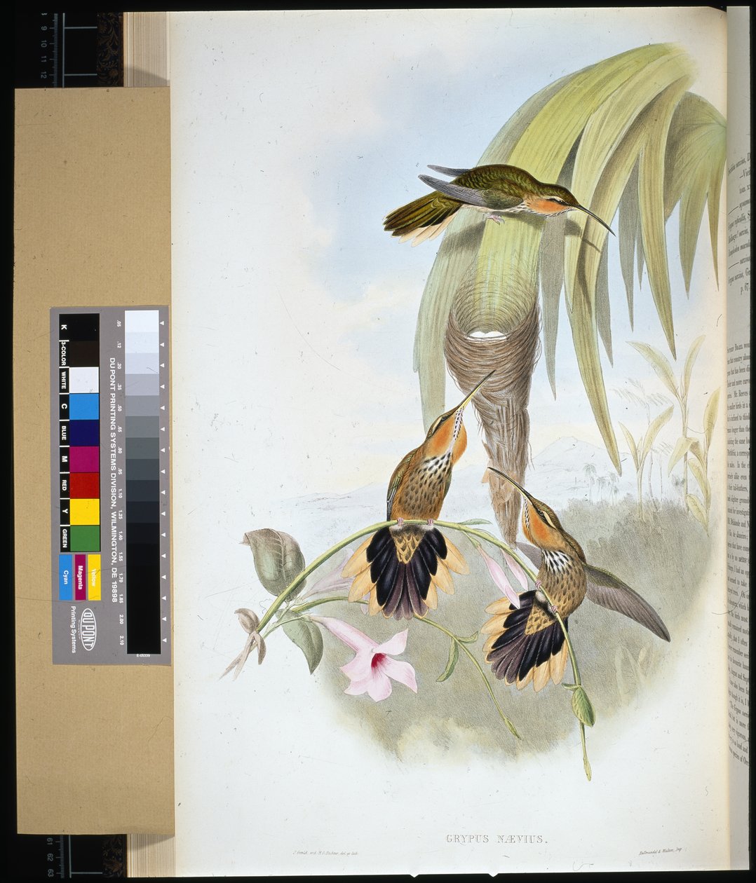 Smergo (grypus naevius) da John (after) Gould