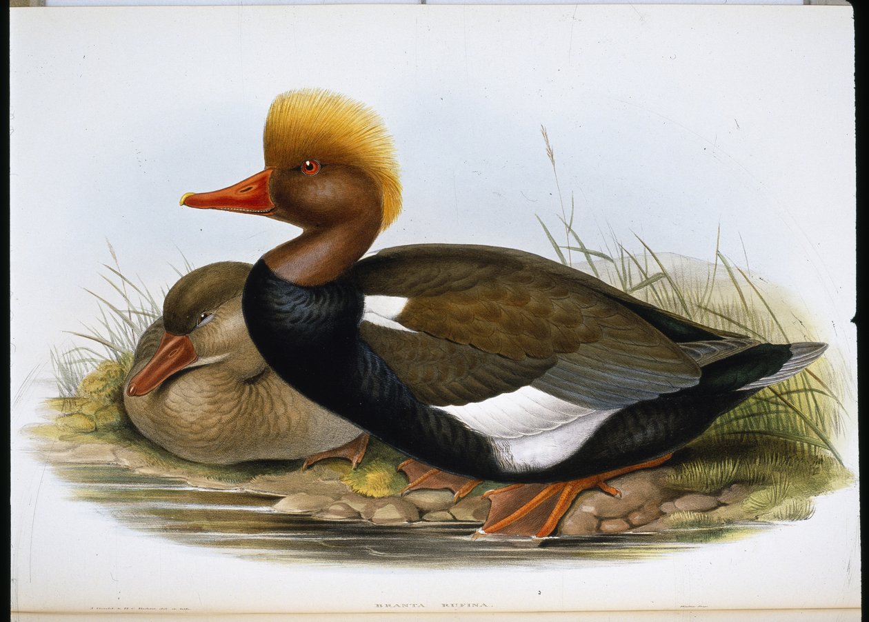 Mestolone da John (after) Gould