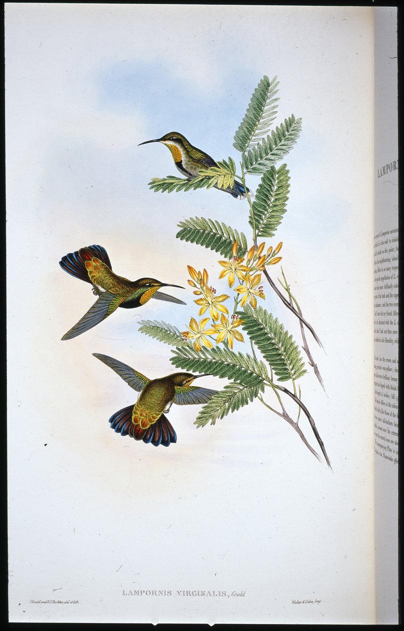 Ala a sciabola cupa (Campylopterus obscurus) da John (after) Gould