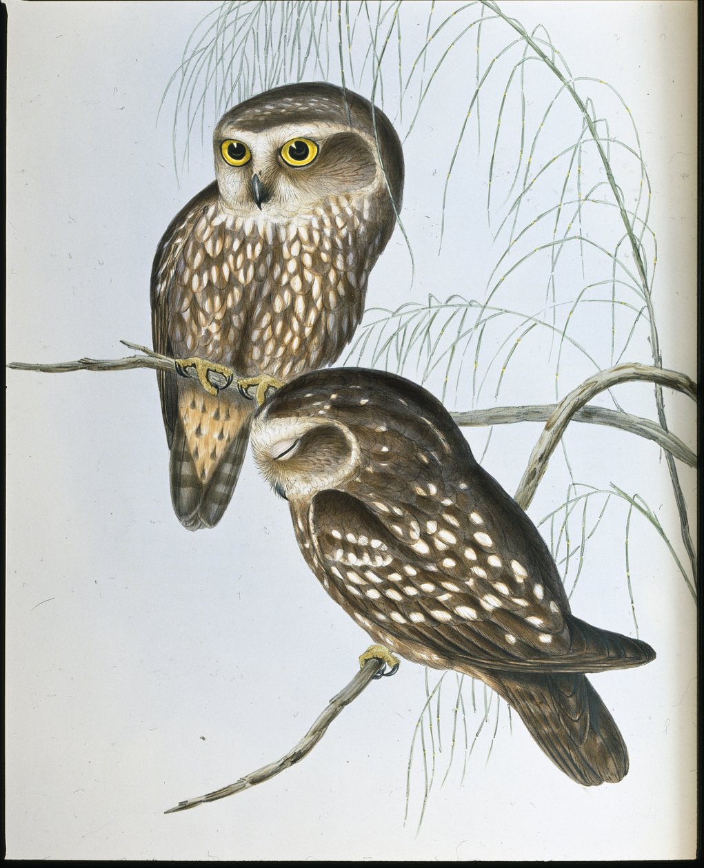 Gufo maculato (Athene Maculata) da John (after) Gould