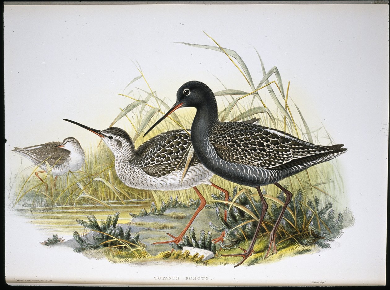 Pettegola macchiata (Totanus Fuscus) da John (after) Gould
